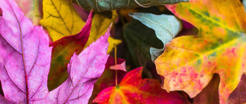 Fall Perfume