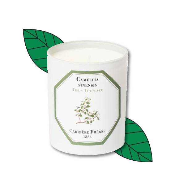 carrière frères tea plant candle