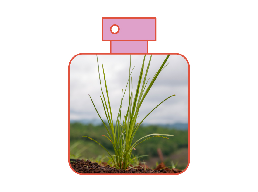 photo of vetiver in a perfume bottle