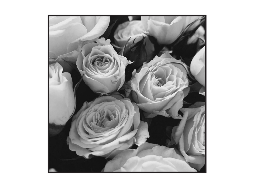 photo of roses