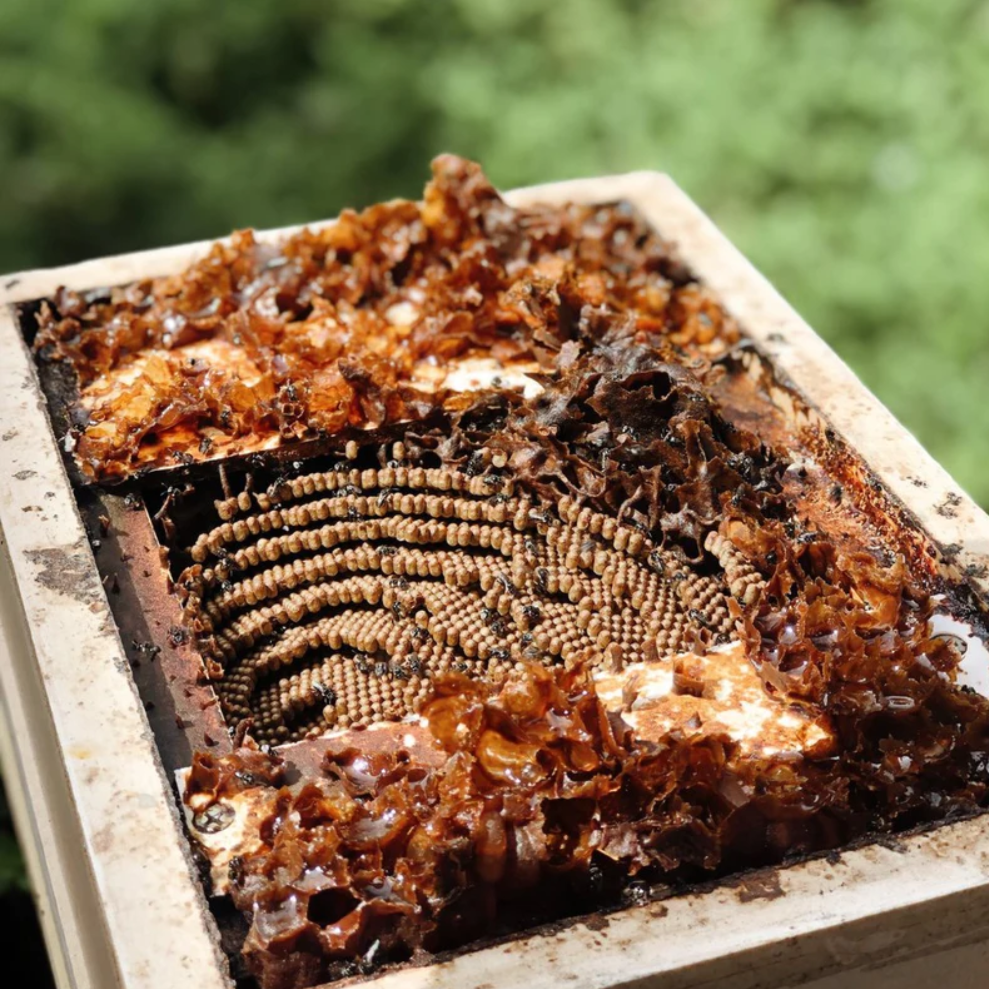 Chiswick Collab No. 6 Native Bee Candle 330g - Image 3