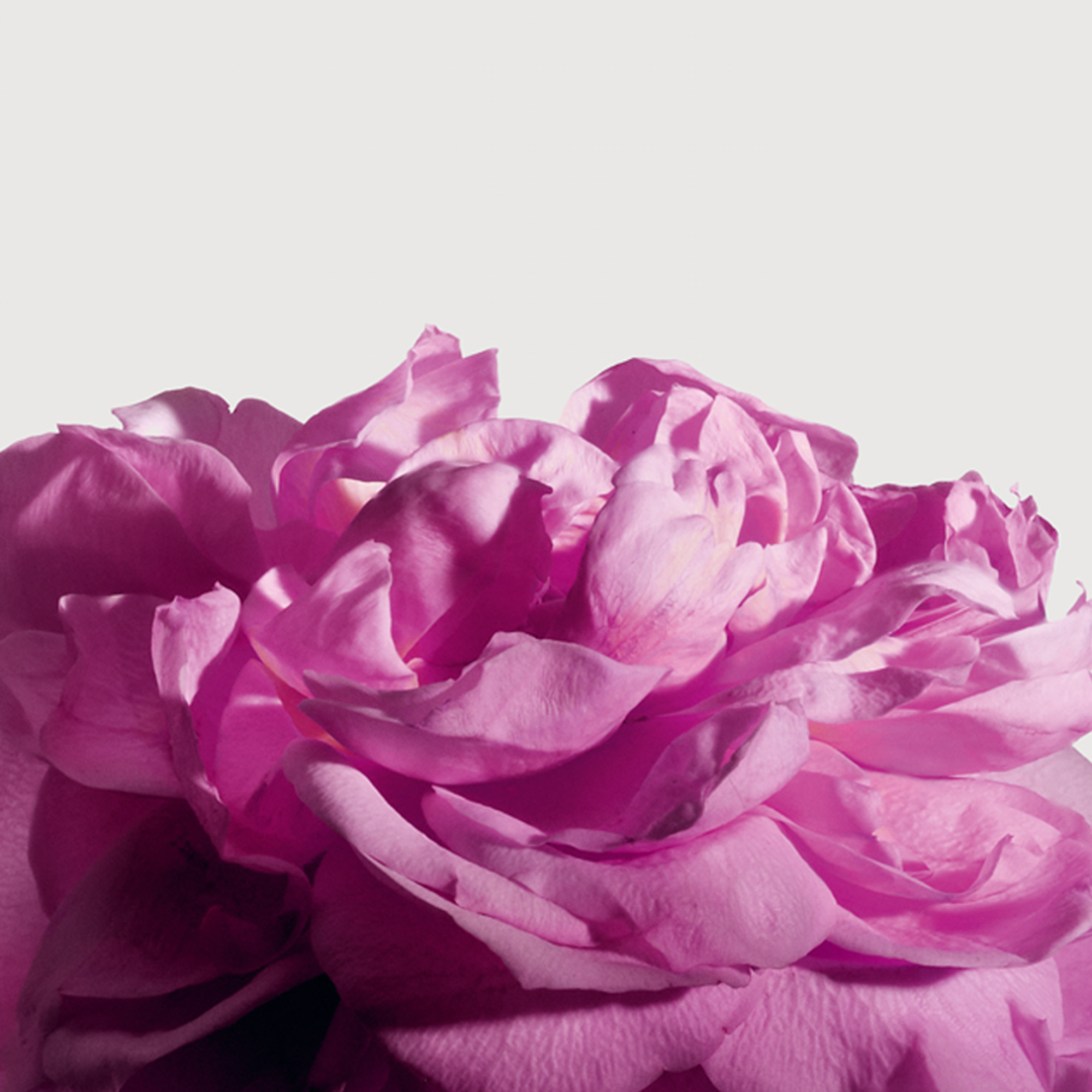 Radical Rose Extrait 100ml - Image 3